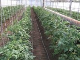 Heat Tomato Planting Scheme