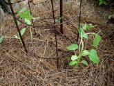 Heat Cucumbers