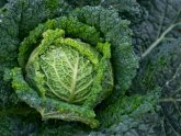 Cabbage Cultivation