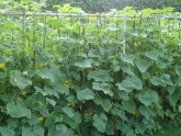 Cucumber Cultivation