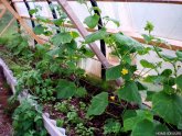 Fertilizer Cultivation In The Greenhouse