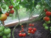 Tomato Cultivation