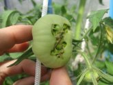 Tomato Breeding In Greenhouse