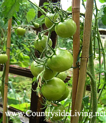 Томаты (помидоры), выращивание