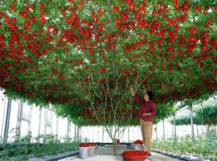 В теплице можно вырастить помидорное дерево