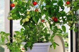 Вырастить помидоры в домашних условиях может любой человек