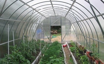 Tomato Cultivation